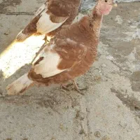 بوقلمون فروشی نر ماده