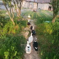 اردک اسرائیلی