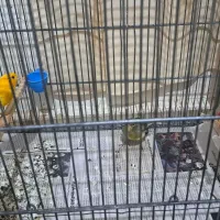 جفت قناری سوپری|پرنده|قدس, شهرقدس|دیوار