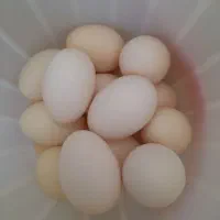 تخم مرغ محلی