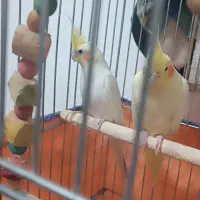 عروس هلندی نر و ماده|پرنده|دره شهر, |دیوار