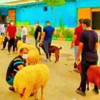 بزرگترین مرکزپخش«گوسفند زنده» حرآج ویژه/نَرقلمآبی