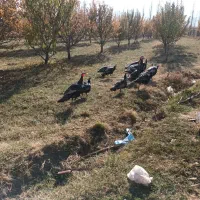 بوقلمون هندشقا