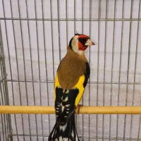 سهره نر یه وجبی بخون