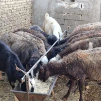 میش و بز و بزغاله چاق|حیوانات مزرعه|پاکدشت, پاکدشت (مامازند)|دیوار