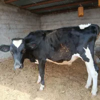 گوساله نر .جوانه