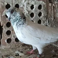 کبوتر پرشی|پرنده|بندر ترکمن, |دیوار