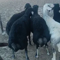 قوچ و میش بره ماده نر بز|حیوانات مزرعه|مشهد, سرافرازان|دیوار