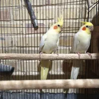 جفت عروس مولد|پرنده|بیرجند, |دیوار