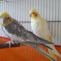 عروس هلندی|پرنده|بیستون, |دیوار