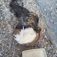 فروش جوجه|پرنده|سمیرم, |دیوار