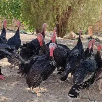 فروش بوقلمون محلی|حیوانات مزرعه|فیروزآباد (فارس), |دیوار