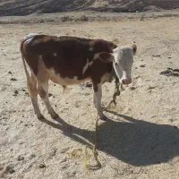 گاو گوساله مونت بیلیارد|حیوانات مزرعه|کرمانشاه, |دیوار