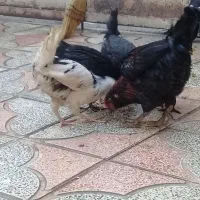 جوجه گلین|حیوانات مزرعه|شیراز, کوشک میدان|دیوار