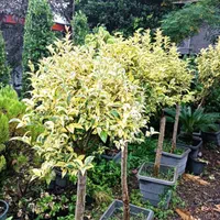 تولید و عرضه انواع و گیاه|خدمات باغبانی و درختکاری|کلاردشت, |دیوار