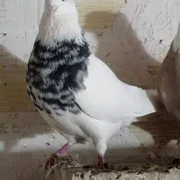 کبوترطوقی|پرنده|بستان آباد, |دیوار