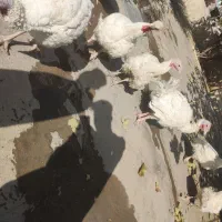 بوقلمون|حیوانات مزرعه|بیستون, |دیوار