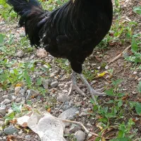 خروس لهستانی