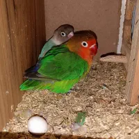 طوطی برزیلی|پرنده|رباطکریم, رباطکریم|دیوار