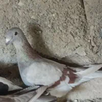کبوتر لایی نصل دار شهرستان زمانتی معامله با کبوتر