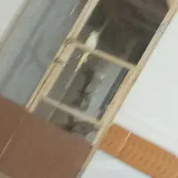 یک جفت کبوتر