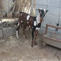 نری صلاله پچی گوش اسبی