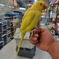 ملنگو زرد|پرنده|کرج, فاز ۳ گوهردشت|دیوار