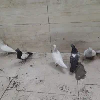 جوجه کله الماسی .سینه .سار|پرنده|مشهد, کوی المهدی|دیوار