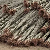 مرکز تخصصی نهال فروشی