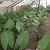 فروش گل بابا آدم و فیکوس وبرگ انجیلی وغیره