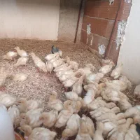 جوجه بوقلمون بیوتی ۱۵روزه|حیوانات مزرعه|رستمکلا, |دیوار