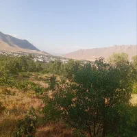 باغ انگور و بادام
