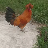 خروس پا کوتا  کاکلی  چینی