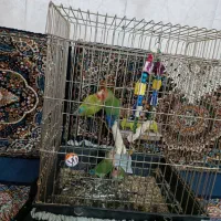 طوطی برزیلی و جوجه|پرنده|کرمانشاه, |دیوار