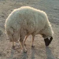 قوچ سنجابی 2ساله. گوسفند بره بز بزغاله  نربز بزنر|حیوانات مزرعه|دهلران, |دیوار