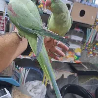 طوطی|پرنده|بوکان, |دیوار