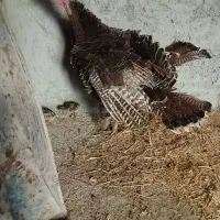 بوقلمون و ۴ جوجه