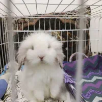 خرگوش مینی لوپ