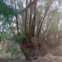 درخت رایگان|خدمات باغبانی و درختکاری|وحدتیه, |دیوار