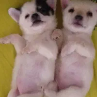 سگ فانتیزی سگ قدرجونی