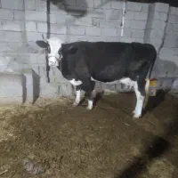 گاو باگوساله