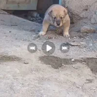 سگ نر|سگ|کاشمر, |دیوار