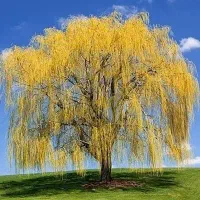 فروش نهال|خدمات باغبانی و درختکاری|میاندوآب, |دیوار