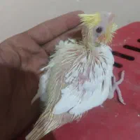 جوجه عروس هلندی لوتینو سرلاکی|پرنده|شیراز, کوشک میدان|دیوار