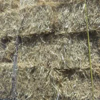 پرستاری پخل گندم درجه یک