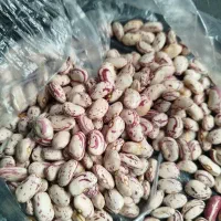 لوبیا|عمده‌فروشی|صومای برادوست, |دیوار