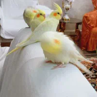 عروس هلندی لوتینو سخنگو