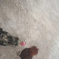 پنج عدد خروس محلی