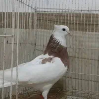 کبوتر طوقی اصیل|پرنده|بندر گناوه, |دیوار