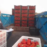 گورجه خالس گوشتی ربی منطقه فریمان با آب قنات|خوردنی و آشامیدنی|مشهد, هفده شهریور|دیوار